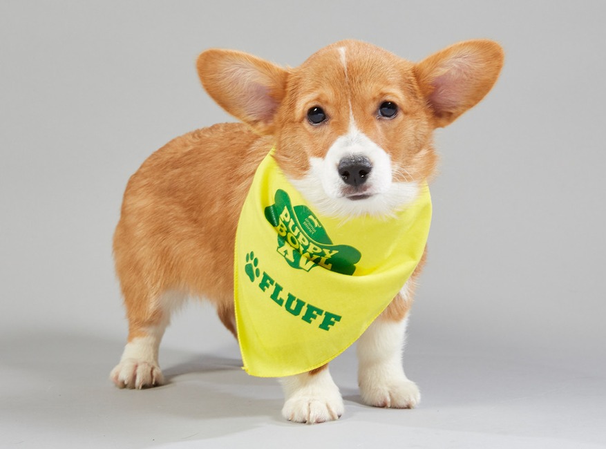 Puppy Bowl XV